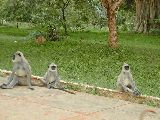 Wilde Affen auf dem Tempelgelnde