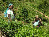 Teeplantagen mit Teepflückerinnen