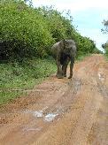 Yala National Park - Elefant